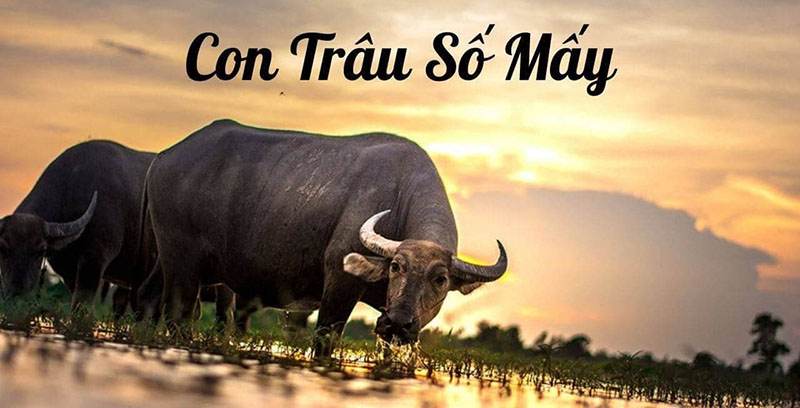 giải mã giấc mơ thấy trâu