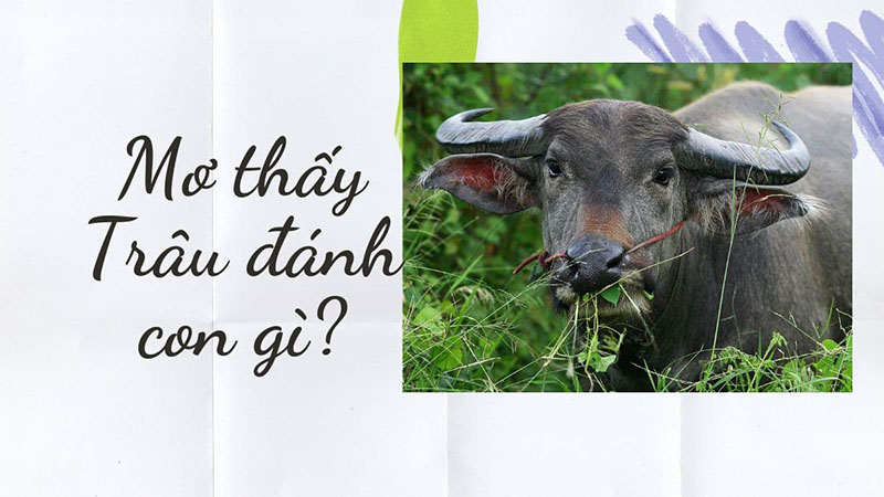 mơ thấy trâu đen đánh con gì đẹp