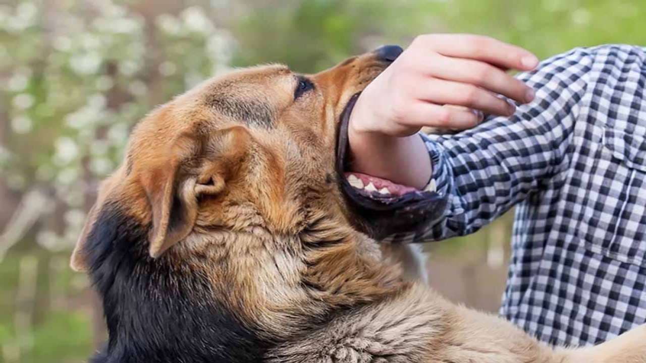 Nằm mơ thấy chó cắn đánh số mấy, con gì may mắn?