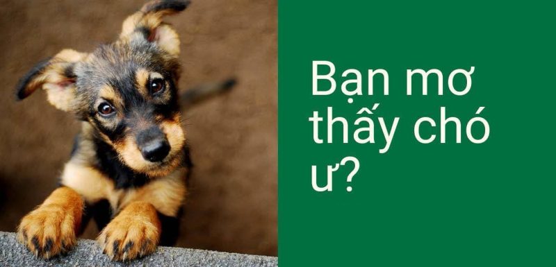 Nằm mơ thấy chó cắn đánh số mấy, báo hiệu điềm gì?