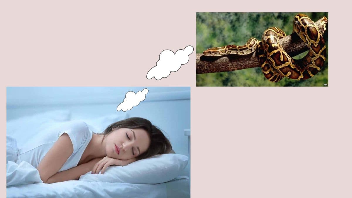 Nằm mơ thấy trăn đánh số gì dễ trúng KQXS?