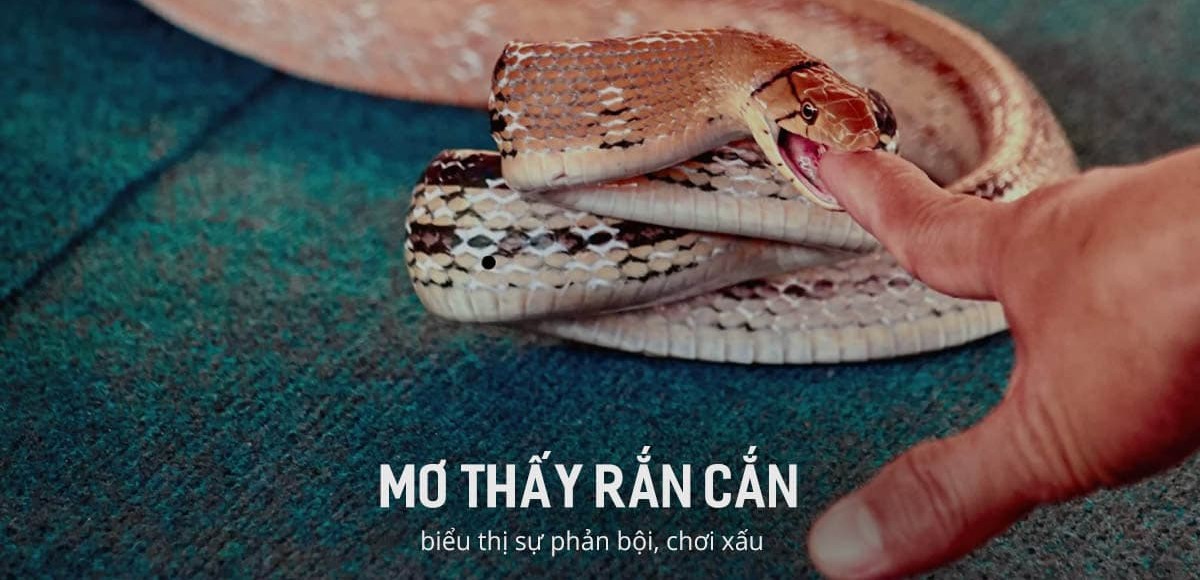 Nằm mơ thấy rắn cắn đánh số gì khi bị cắn vào tay
